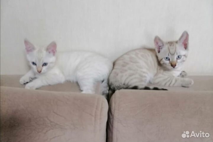 Снежные бенгалы