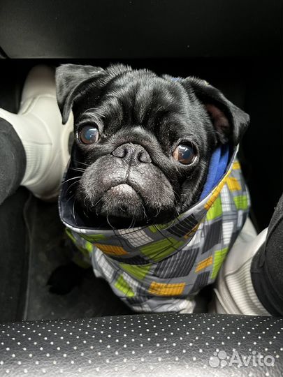Мопс вязка мальчик