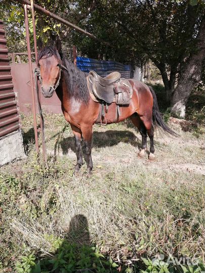 Лошадь жеребец