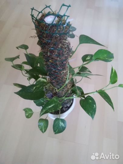 Сингониум, Сциндапсус