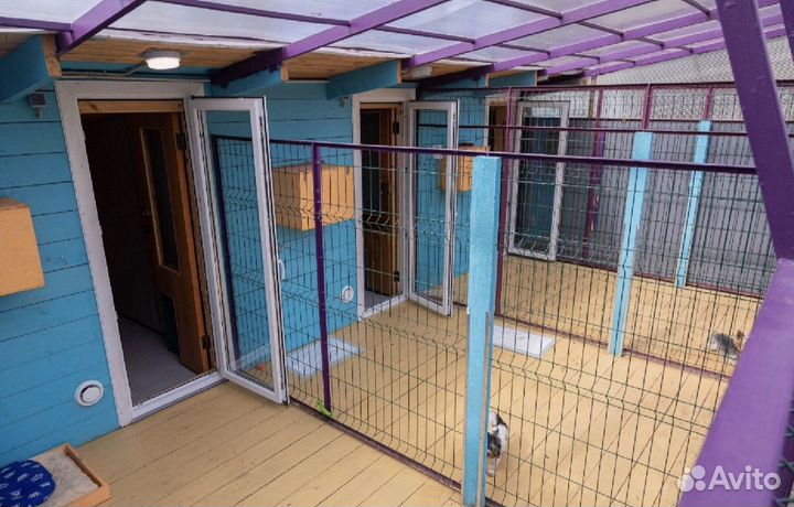 PETlandia - зоогостиница, передержка для собак