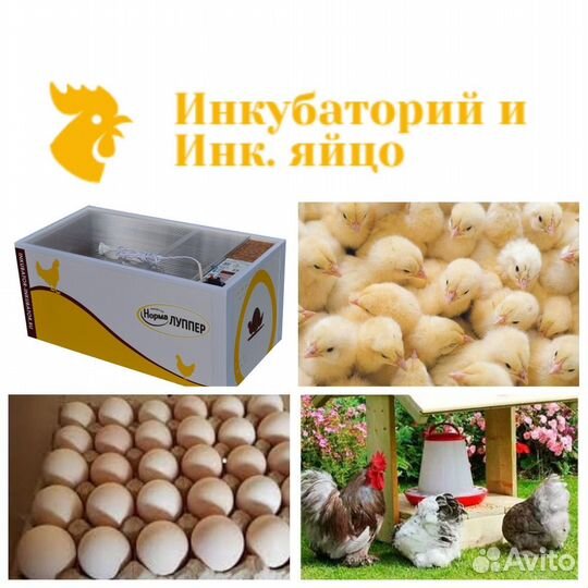 Инкубационное яйцо бройлер,несушка,индюк