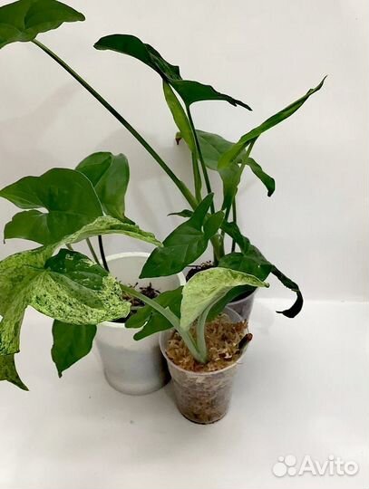 Сингониумы сортовые 2