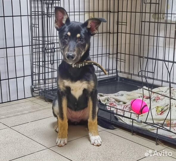 Лапочка-малышка