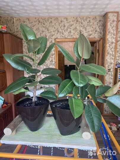 Большие фикусы эластика робуста