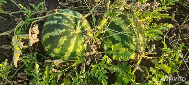 Арбузы