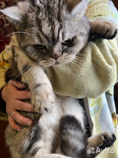 Кошка в добрые руки