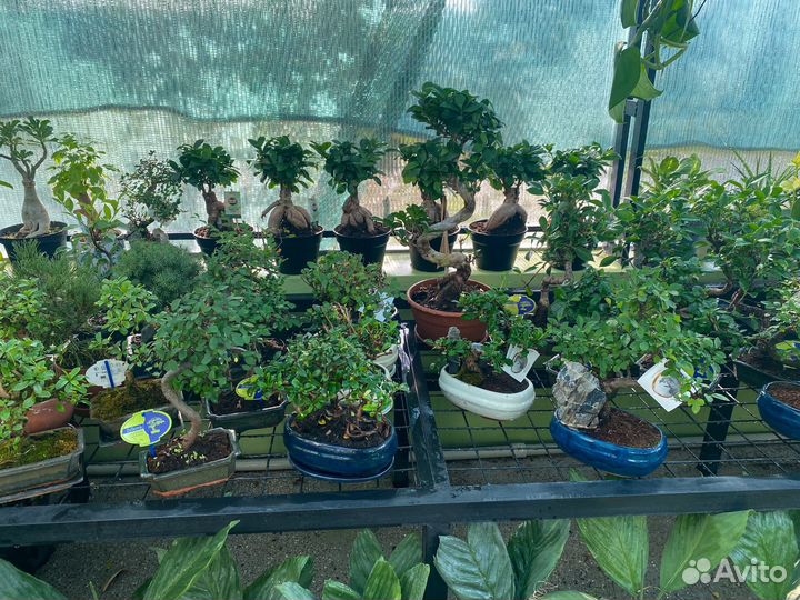 Бонсаи разные большой выбор