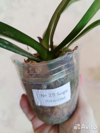 Орхидея Phal.В наличии.Sogo Rondini