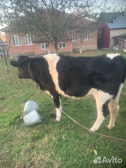 Тёлка 1.9 года хорошей породы 75т торг