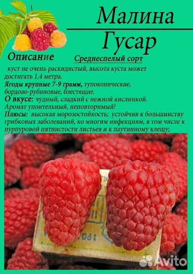 Саженцы малины