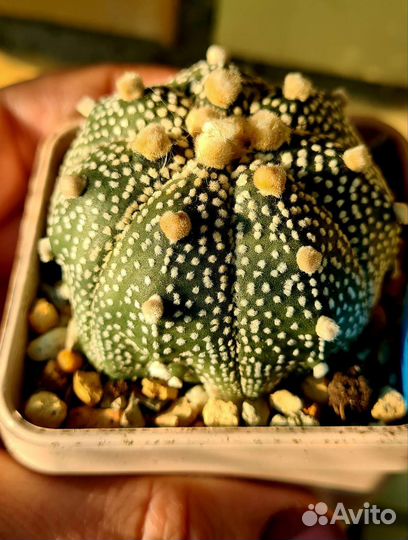 Кактусы коллекционные Астрофитум астериас