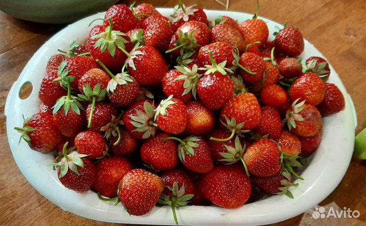 Принимаю заказы на саженцы клубники