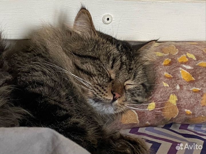 Кот в добрые руки