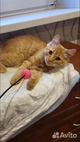 Рыжий котик