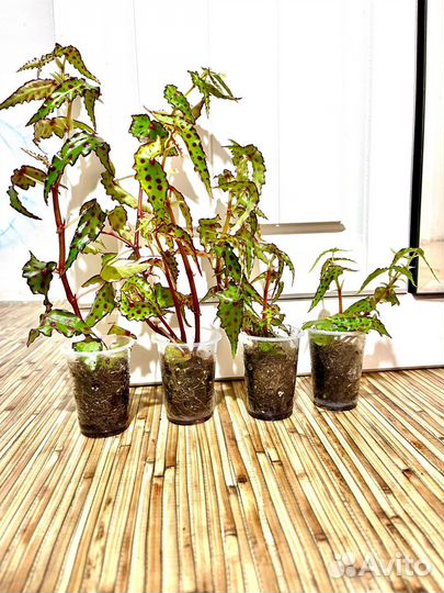 Бегония Amphioxus