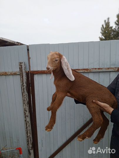 Козлята Камори/нубийские