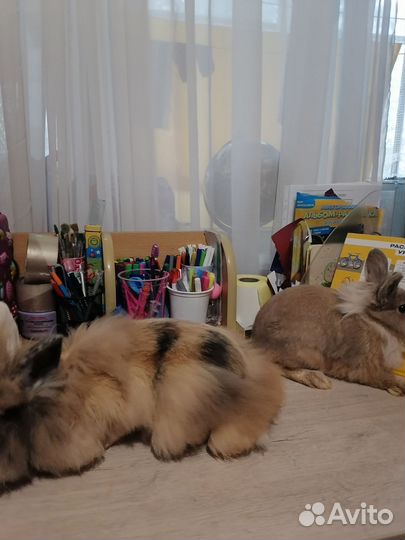 Декоративные кролики