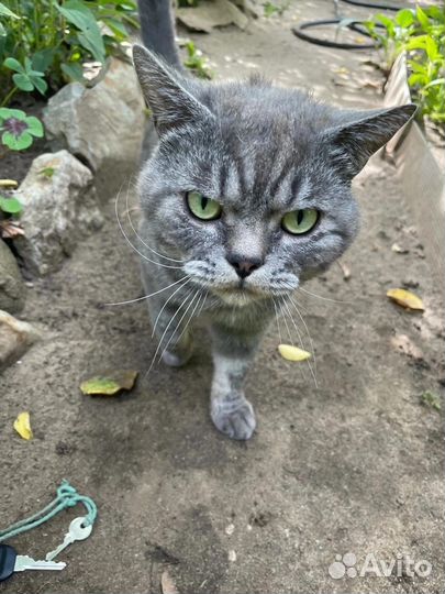 Отдаем в добрые руки