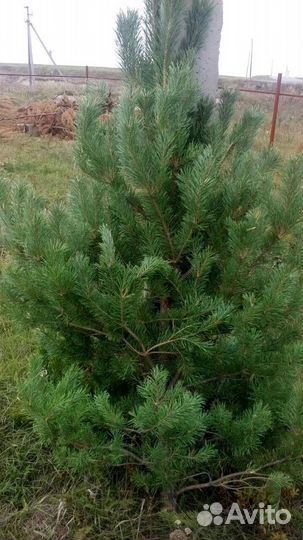 Сосна новогодняя