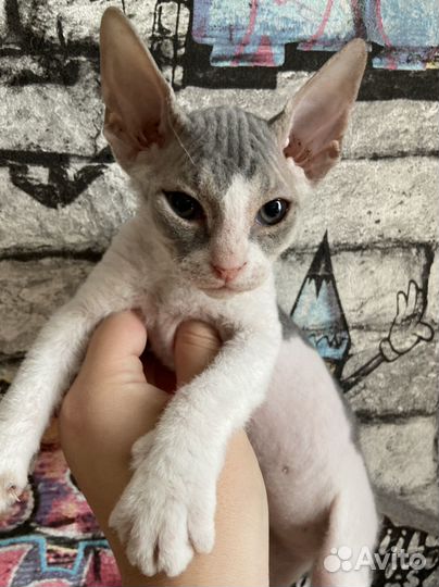 Велюровый сфинкс