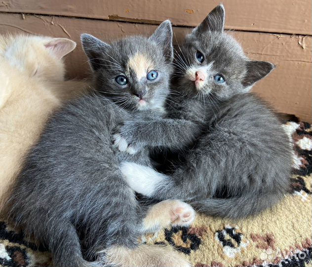 Отдам котят даром