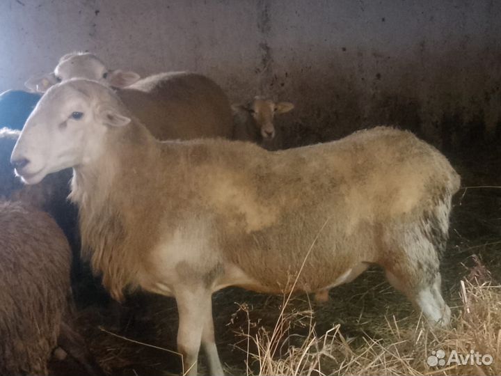 Продам баранов порода(Катумский чистокровный)