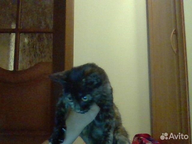 Отдаю котёнка