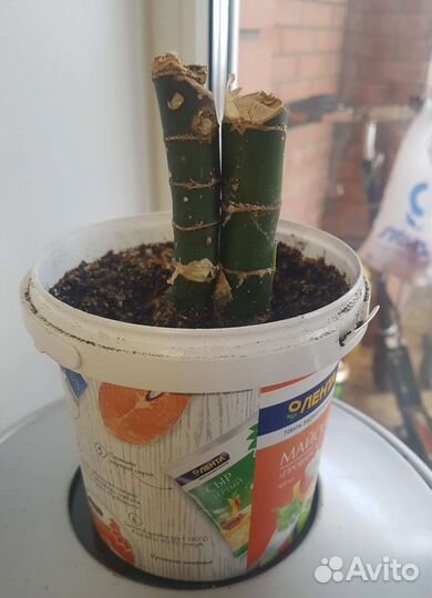 Диффенбахия