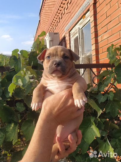 Американский булли xl