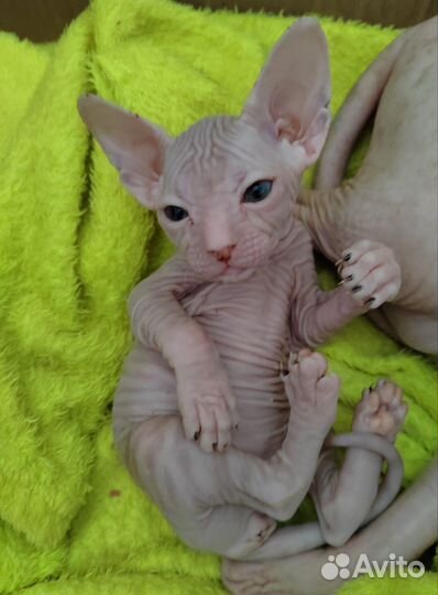 Донской сфинкс котята