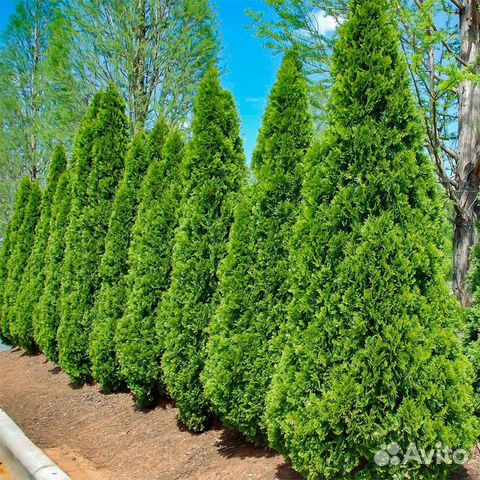 Туи смарагд. Голубые ели. Плодовые. Под ключ