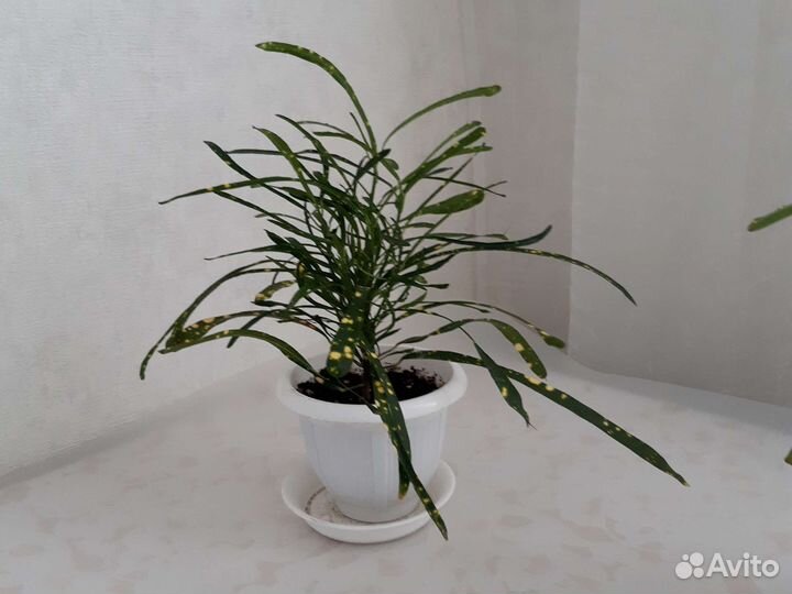 Кодиеум кротон Брызги шампанского