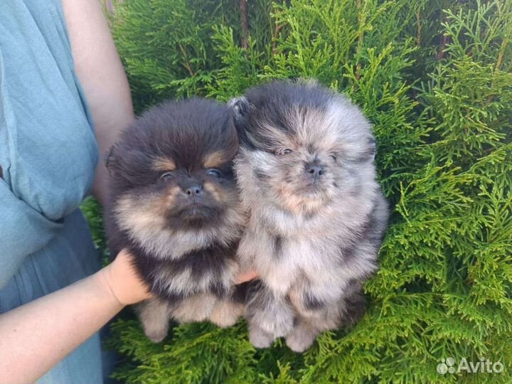 Померанский шпиц