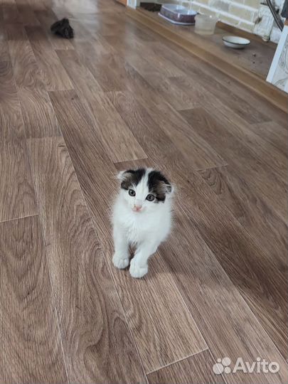 Вислоухие котята