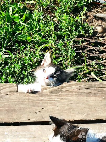 Домашние животные,котята,бесплатно