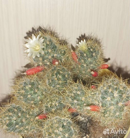 Кактусы и суккуленты разные