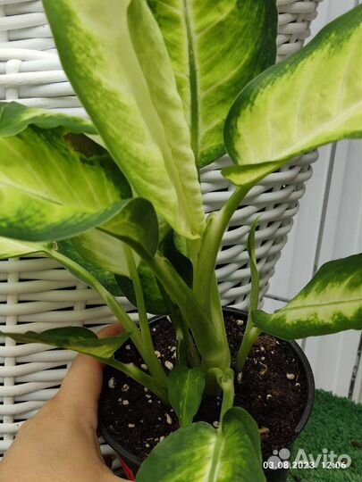 Диффенбахия Бертина