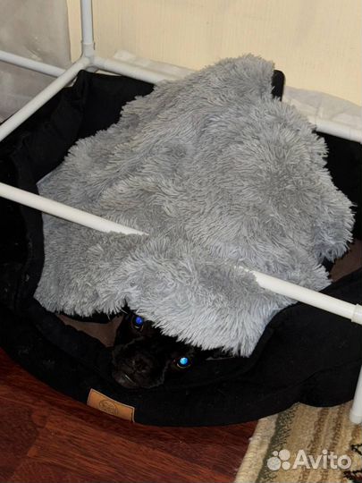 Французский бульдог