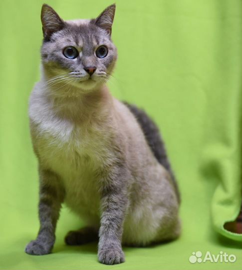 Спасенная с улицы красотка ищет дом