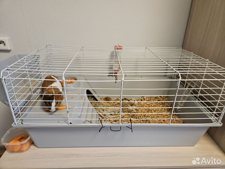 Морская свинка с клеткой