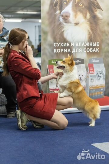 Кинолог Хендлер