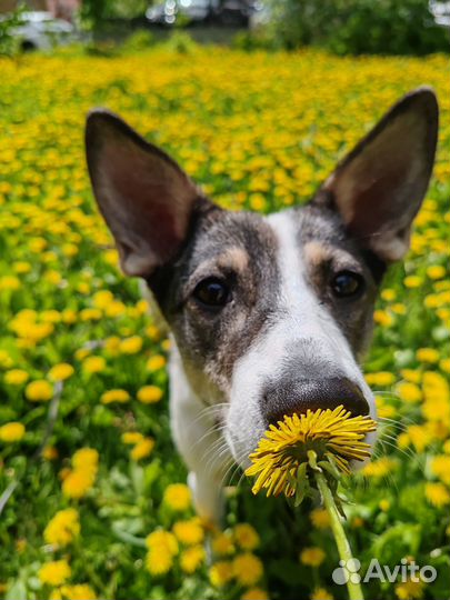 Собака в добрые руки