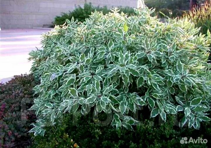 Дерен Сибирика Вариегата