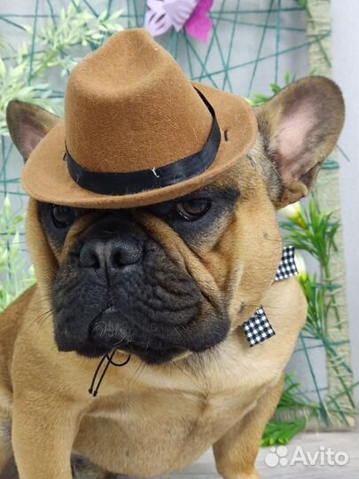 Вязка французский бульдог