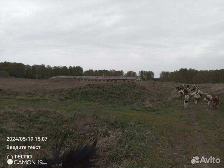 Животноводческая ферма