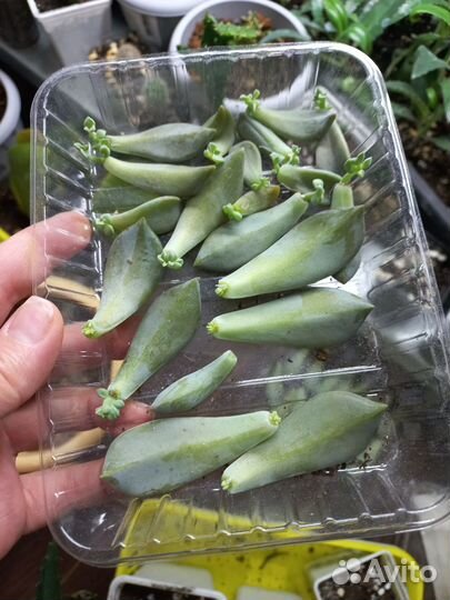 Граптопеталум