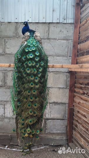 Павлины продажа