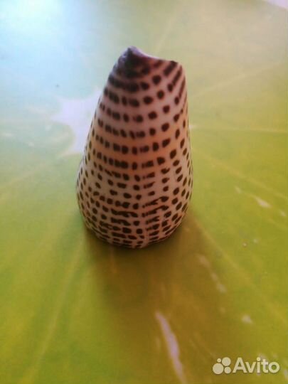 Морские ракушки раковины