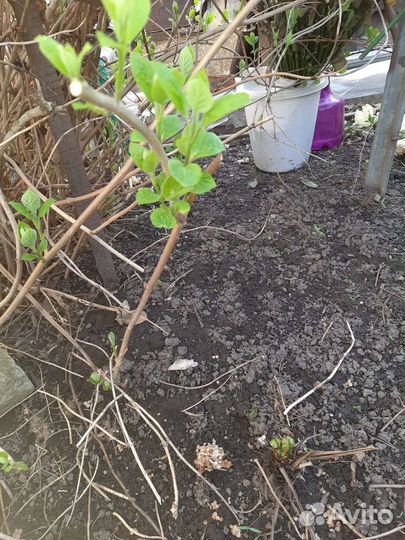 Гортензия белая